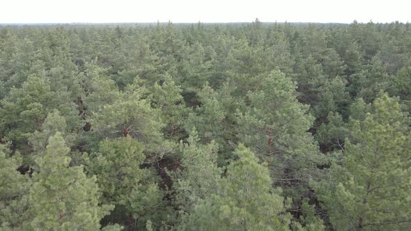 Trees in a Pine Forest During the Day Aerial View