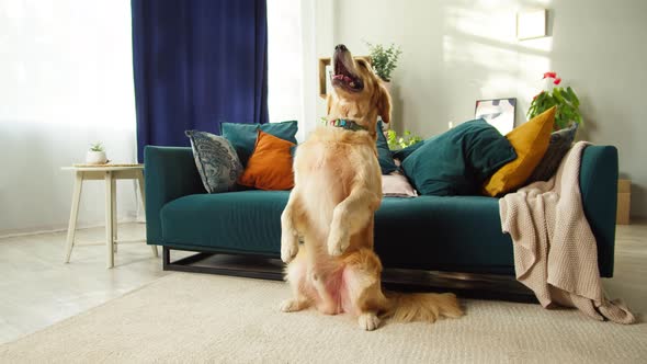 Golden Retriever Standing on Back Paws Closeup