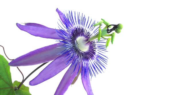 Timelapse of Passion Flower on White, Close