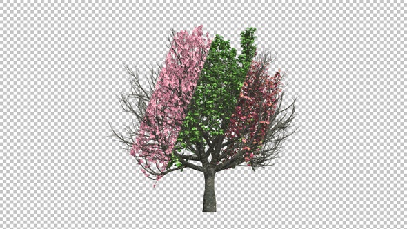 Four Seasons Tree Time-Lapse alt