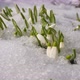 White Snowdrop Flowers in Snow , Timelapse 4K - VideoHive Item for Sale