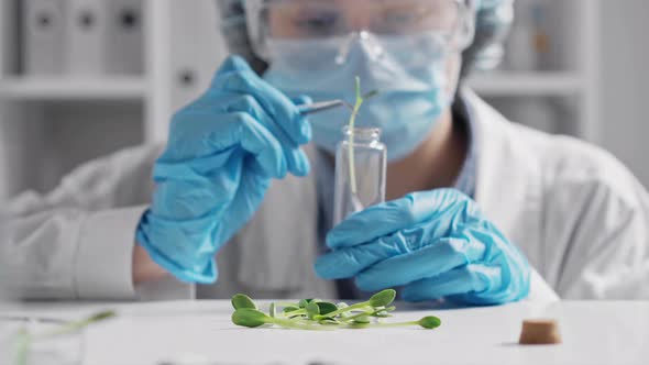 Young Sprouts Of Greenery In A Test Tube Made Of Glass Laboratory Assistant Girl Puts Green Food