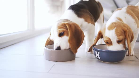 Two Cute Beagle Puppies Eating From Bowls