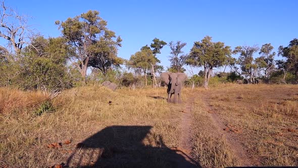 Adult African Bush Elephant warns safari guests with bluff charges