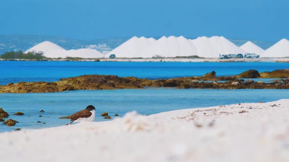 An Oystercatcher Bird Preening Itself At The Beach In Bonaire, Kralendijk With Piles Of Salt In The