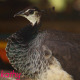 Beautiful Peacock - VideoHive Item for Sale