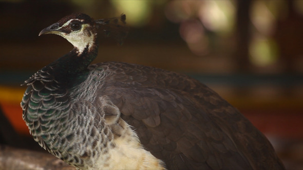 Beautiful Peacock