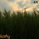 Wheat Field Caressed By Wind - VideoHive Item for Sale