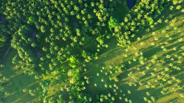 An aerial view from a drone flying over many coconut trees