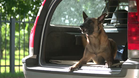 Dog Is Barking Inside a Car Trunk.