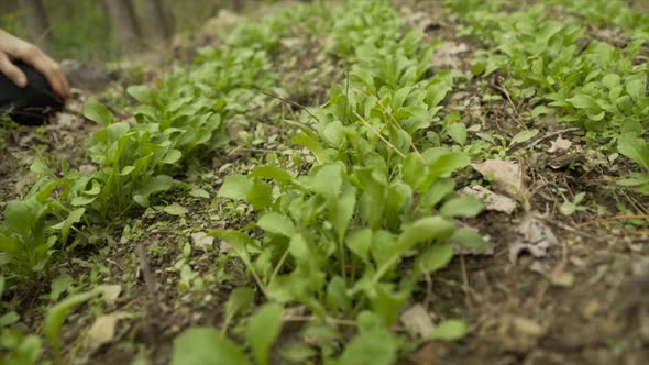 Mature, beautiful woman picking fresh, home grown arugula in a garden. The ultimate farm to table. S