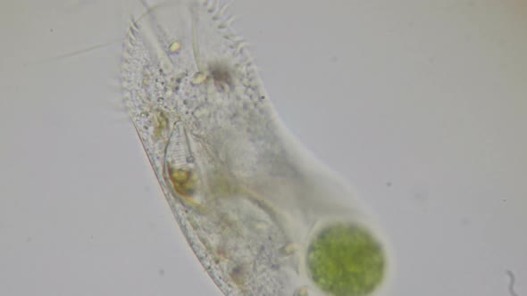 Paramecium Ciliates Under The Microscope