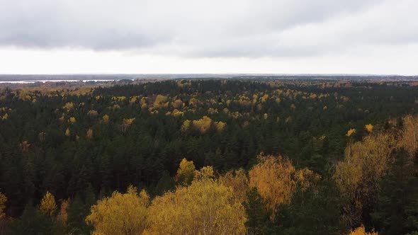 Rising drone aerial of a thick mixed forest in autumn. Recorded in Latvia in Northern Europe.