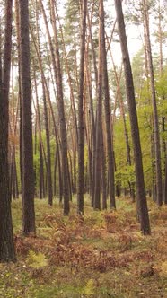 Vertical Video Forest with Trees in the Fall