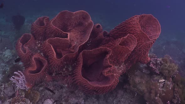 Big barrel sponges filmed from top on tropical coral reef