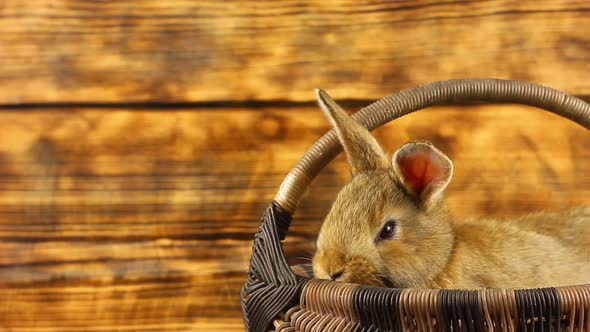 a Small Beautiful Fluffy Brown Rabbit Sits in a Wicker Basket and Looks Out of It Wiggling Its Ears