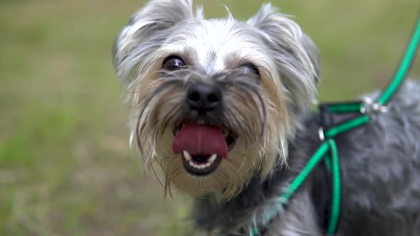 A Little Dog of Yorkshire Terrier Stuck Out His Tongue
