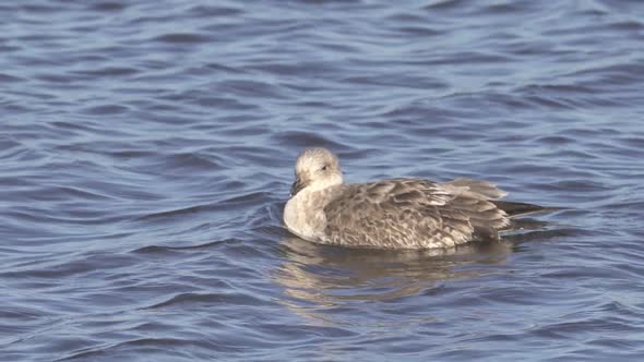 Juvenile Kelp Gull (Larus dominicanus) on the surface of the water. Dominican gull drifting gently o