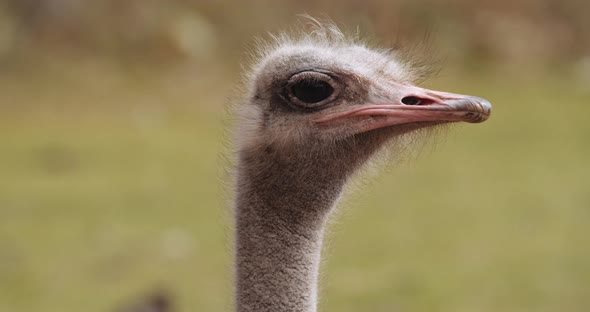 Ostrich Blinking At Camera In Safari Park