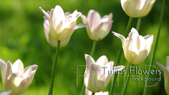 Tulips Flower Garden