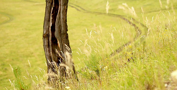 Country Road And Tree alt