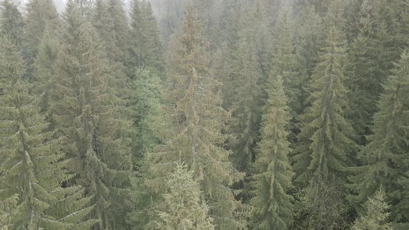 Ukraine, Carpathians: Forest Landscape. Aerial View. Flat, Gray