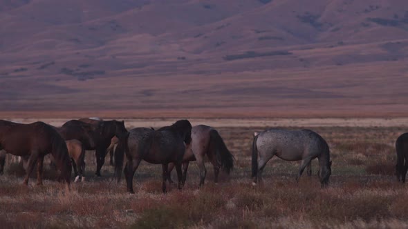 Wild horses standing up to each other as they play at dusk