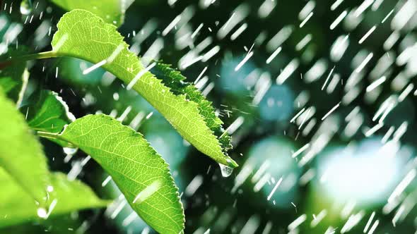 Drops of Water are Falling on the Leaves of the Tree