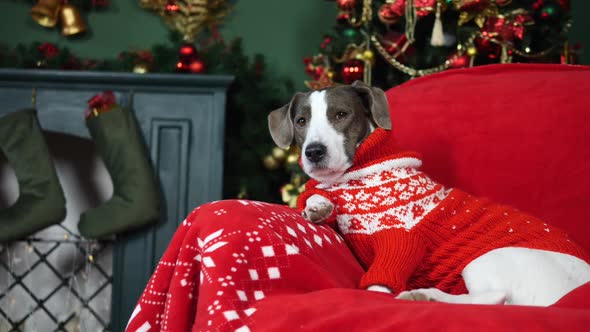 Dog Wearing Festive Xmas Sweater Sitting At Home. Merry Christmas And New Year