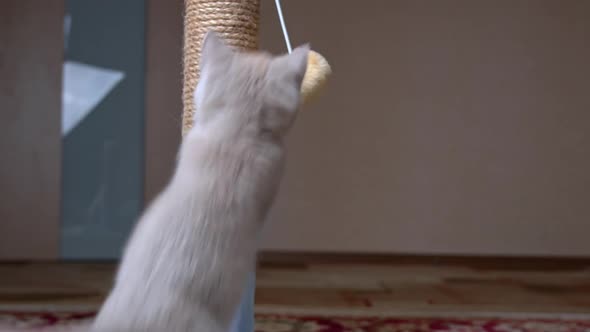 Scottish Straighteared Gray Kitten Plays and Jumps with a Scratching Post