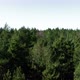 Forest Tree Tops - VideoHive Item for Sale