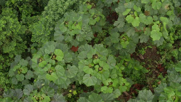 Aerial top view of a warumi planted to be harvest within a couple of years