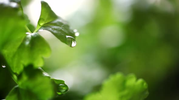 Celery Seedling at Rain