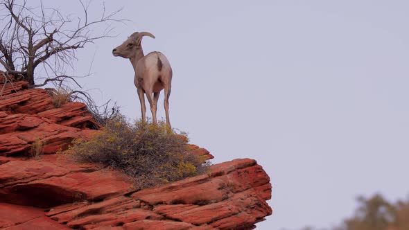 Wild Bighorn Sheep in Zion National Park