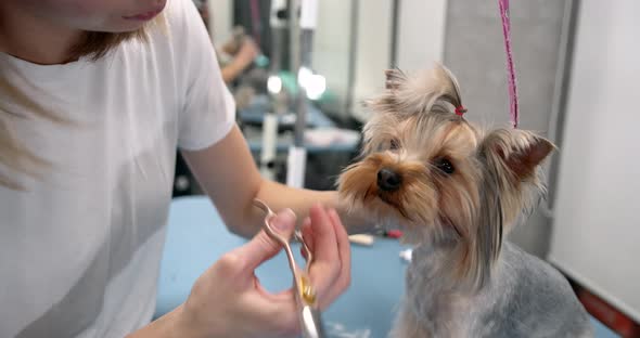 Woman Groomer Cutting Terrier Hair with Scissors