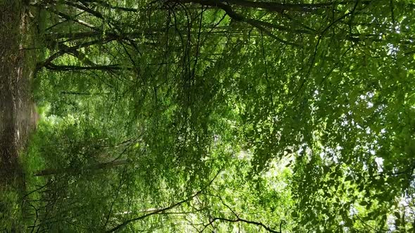 Vertical Video of Green Forest By Day