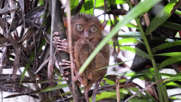 Slow motion shot of tiny tarsier with big eyes clinging to branch in Bohol, The Philippines