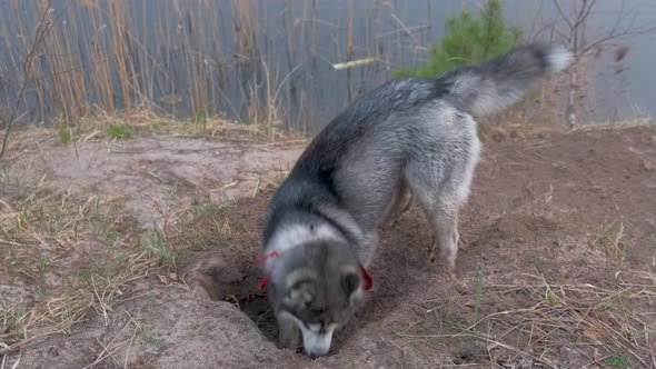 Husky digs a hole with dapami on the shore of a forest lake at sunset