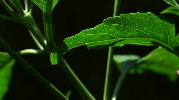 Green Leaf In Nature