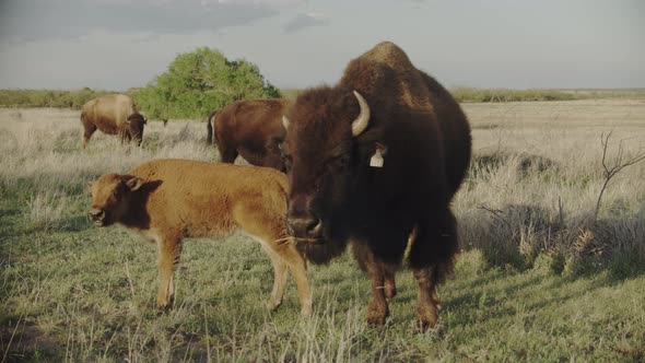 Bison family standing in a field