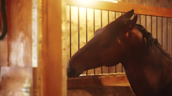 A Dark Brown Horse With A Black Mane Inside Its Stall Moving Its Jaws Eating