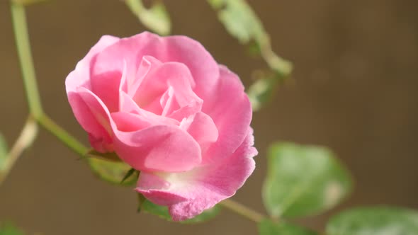 Shallow DOF pink Rosa plant in the garden 4K 2160p 30fps UltraHD footage - Close-up of climber Rose 