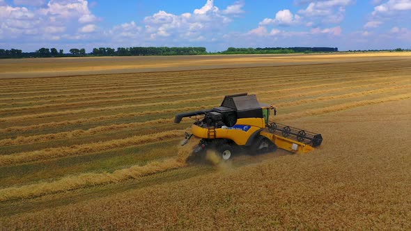 Grain harvesting combine in a sunny day. Yellow field with grain.