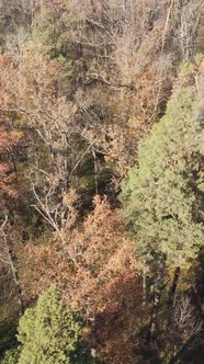 Vertical Video Forest in Autumn Aerial View Slow Motion