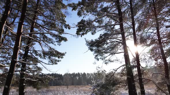 Frosty sunny winter landscape in snowy pine forest,