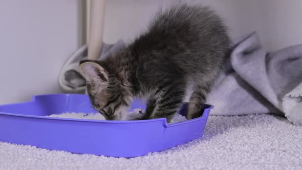 A Small Gray Kitten Rummages in a Silica Gel Filler in a Litter Box