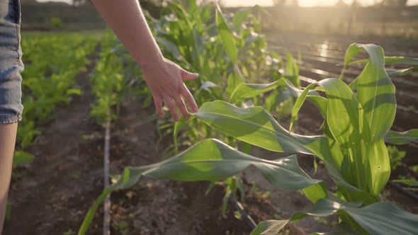 Agriculture. A woman inspects a vegetable plantation. Organic farming concept.