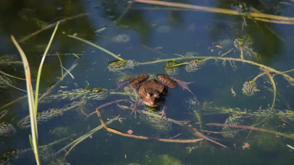 Marsh Frog is Sitting in Water in Natural Habitat