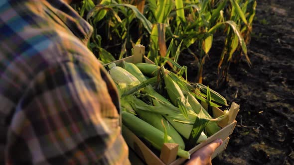 Close Up Top View of Worker Hands Full Box of Ripe Corncob Being Carried By Man Farmer Across Field