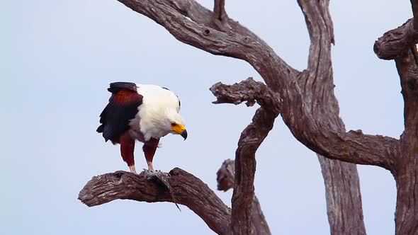 African fish eagle in Kruger National park, South Africa